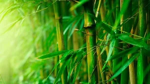 Vải Bamboo còn có tên gọi khác là vải sợi tre