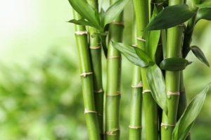 Tre sinh trưởng và phát triển rất tự nhiên, đã gắn bó lâu đời với người dân Việt Nam